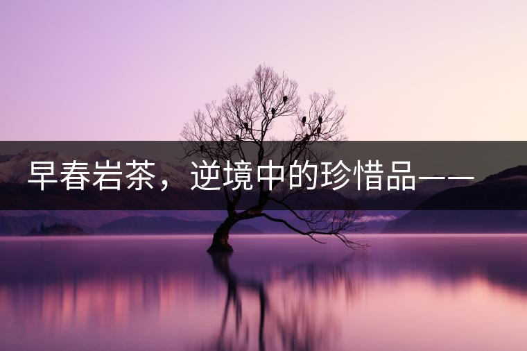 早春巖茶,逆境中的珍惜品——“邦東古樹茶”隆重上市 早春巖茶,逆境中的珍惜品——“邦東古樹茶”隆重上市