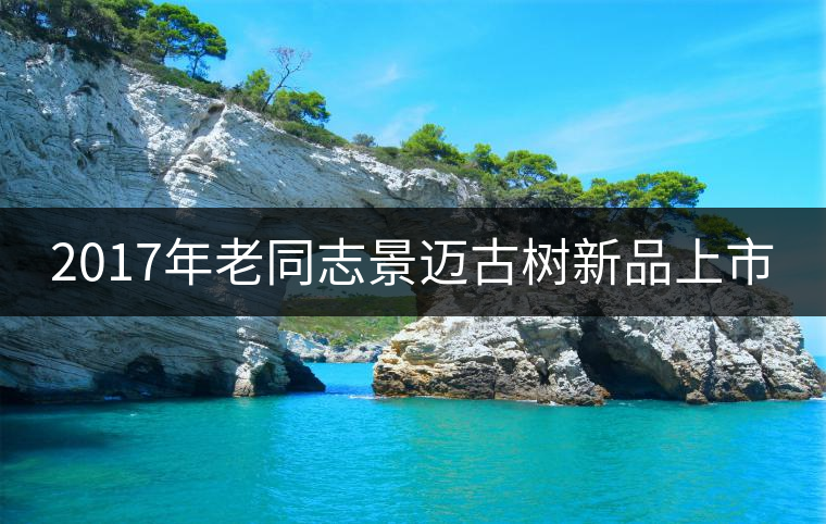 2017年老同志景邁古樹新品上市