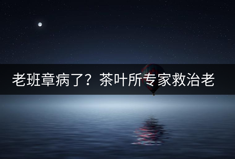 老班章病了?茶葉所專家救治老班章古茶樹 老班章病了?茶葉所專家救治老班章古茶樹