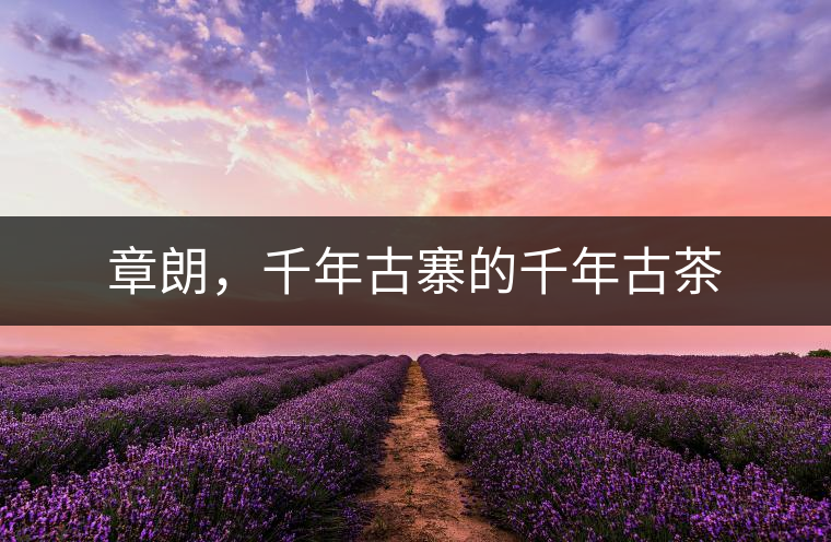 章朗,千年古寨的千年古茶 章朗,千年古寨的千年古茶