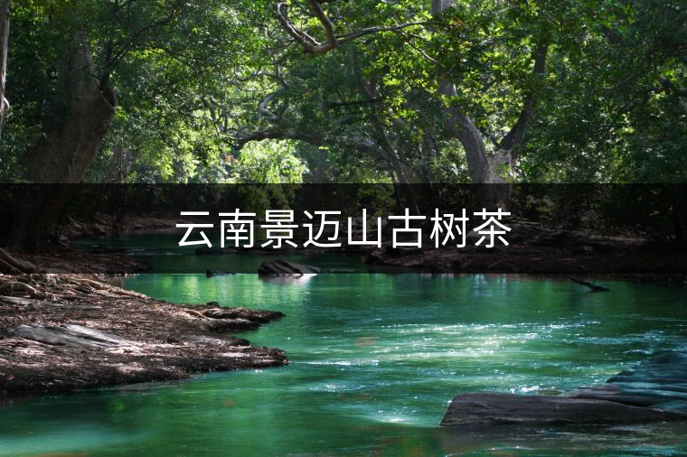 云南景邁山古樹茶 云南景邁山古樹茶