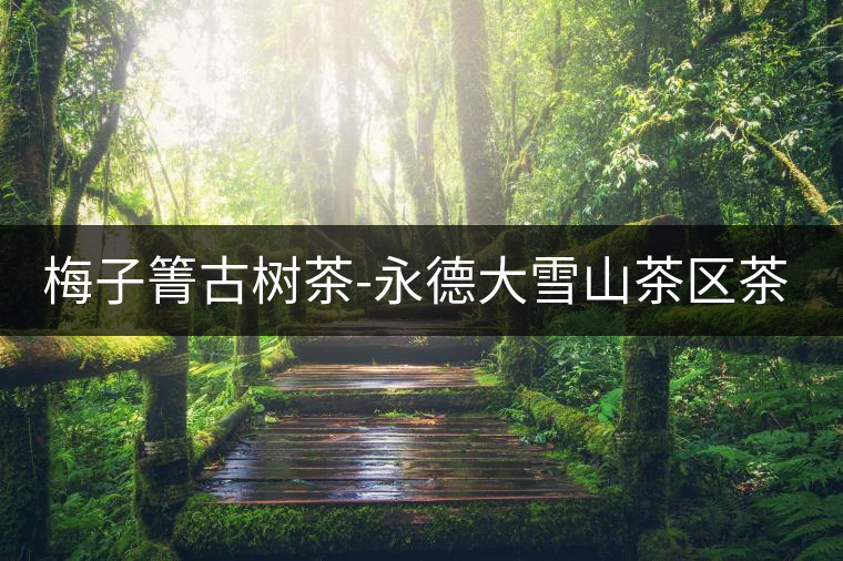 梅子箐古樹茶-永德大雪山茶區茶山資料介紹 梅子箐古樹茶-永德大雪山茶區茶山資料介紹