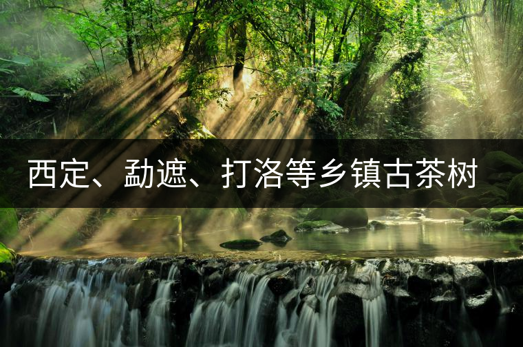 西定、勐遮、打洛等鄉(xiāng)鎮(zhèn)古茶樹(shù)資源