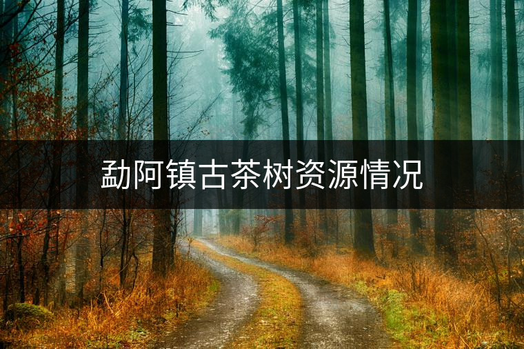 勐阿鎮古茶樹資源情況