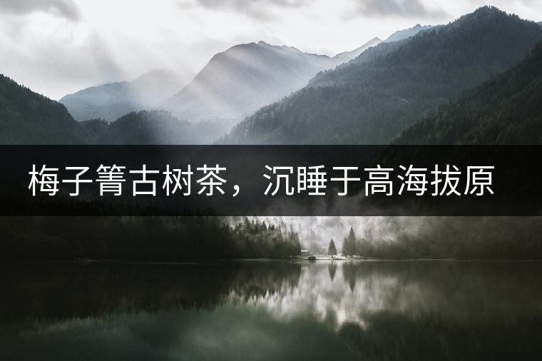 梅子箐古樹茶，沉睡于高海拔原生態的冰甜美人