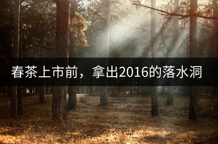 春茶上市前，拿出2016的落水洞秋茶開湯