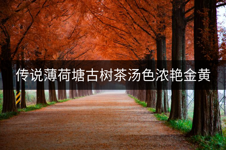 傳說薄荷塘古樹茶湯色濃艷金黃 傳說薄荷塘古樹茶湯色濃艷金黃