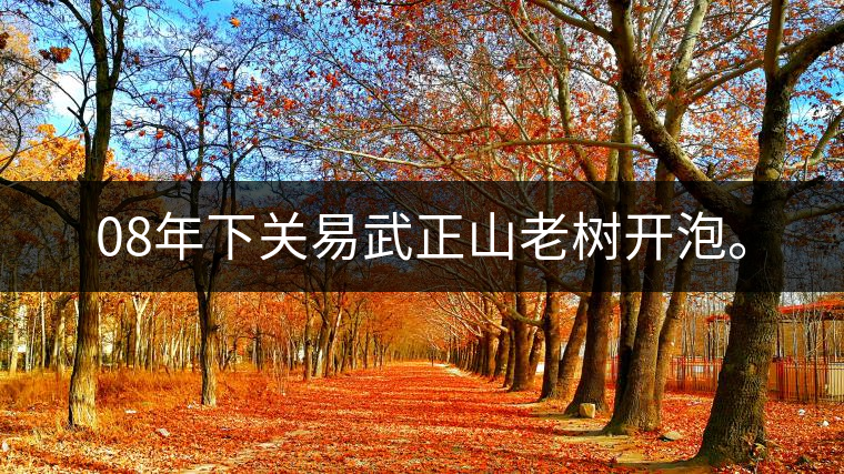 08年下關易武正山老樹開泡。 08年下關易武正山老樹開泡。