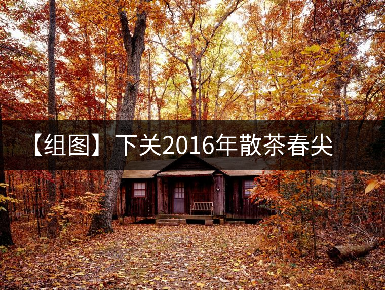 【組圖】下關2016年散茶春尖開湯 【組圖】下關2016年散茶春尖開湯