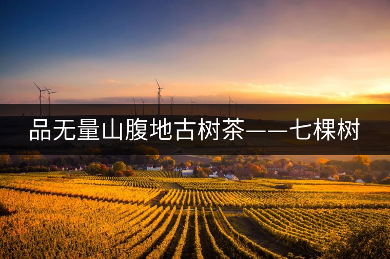 品無(wú)量山腹地古樹茶——七棵樹