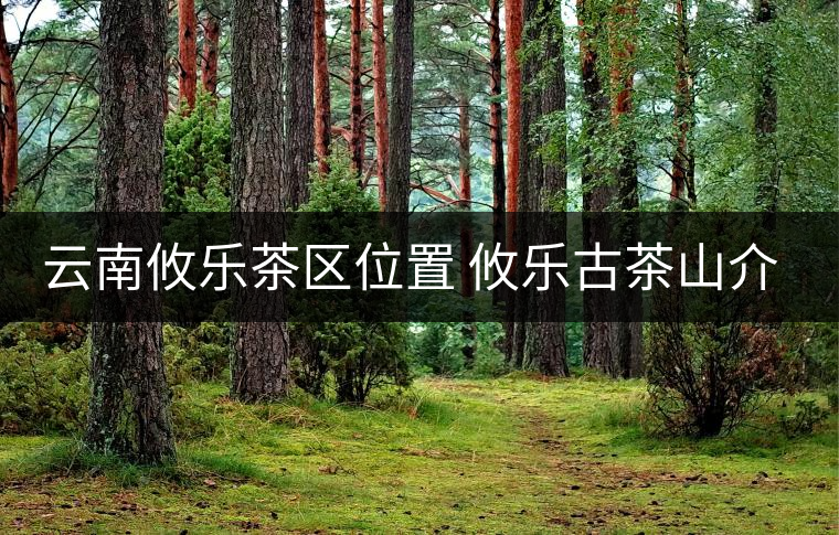 云南攸樂茶區位置 攸樂古茶山介紹