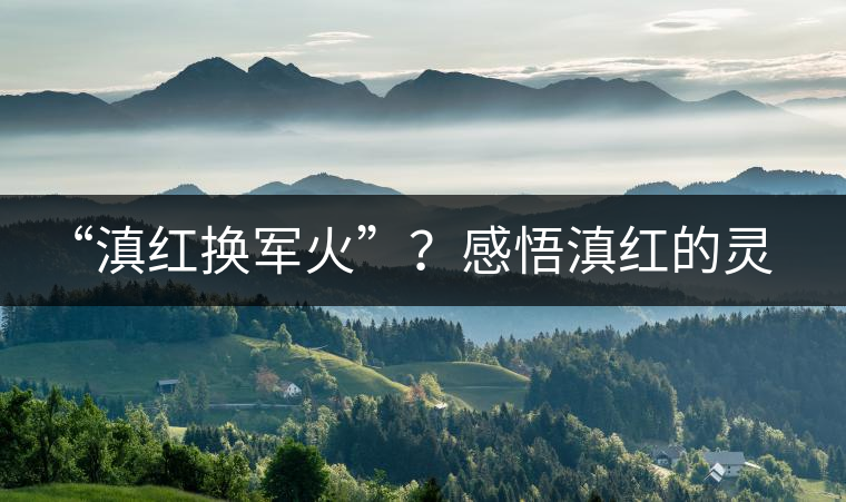 “滇紅換軍火”？感悟滇紅的靈與性！