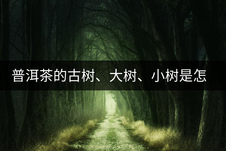 普洱茶的古樹、大樹、小樹是怎樣劃分的？