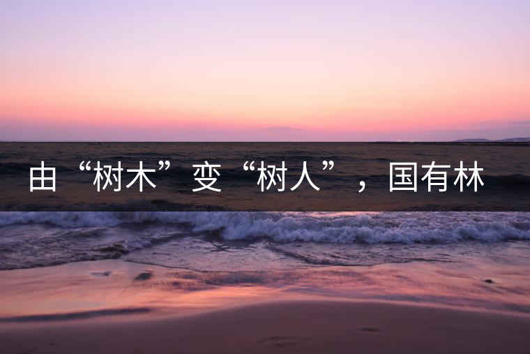 由“樹(shù)木”變“樹(shù)人”，國(guó)有林普洱茶為什么越來(lái)越受歡迎？