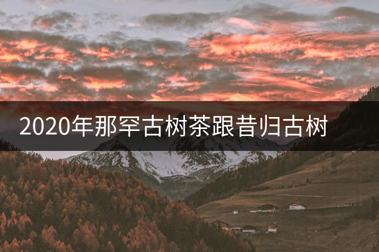 2020年那罕古樹茶跟昔歸古樹茶到底有啥區別 2020年那罕古樹茶跟昔歸古樹茶到底有啥區別