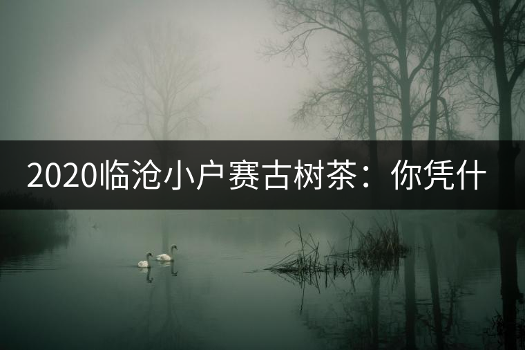 2020臨滄小戶賽古樹茶:你憑什么當冰島賣? 2020臨滄小戶賽古樹茶:你憑什么當冰島賣?