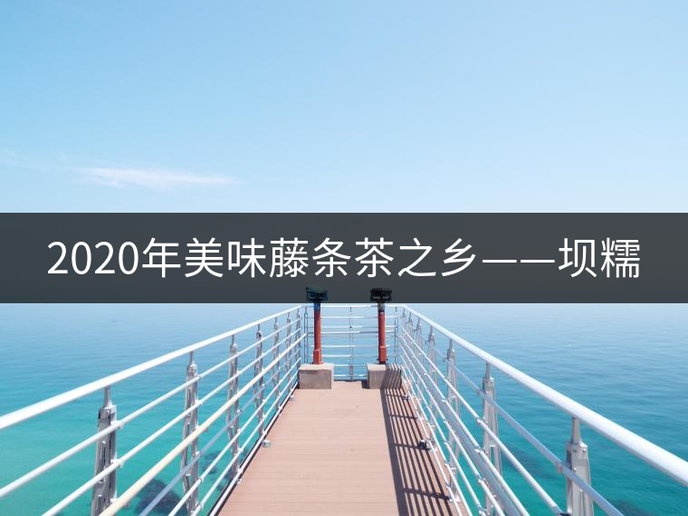 2020年美味藤條茶之鄉——壩糯 2020年美味藤條茶之鄉——壩糯