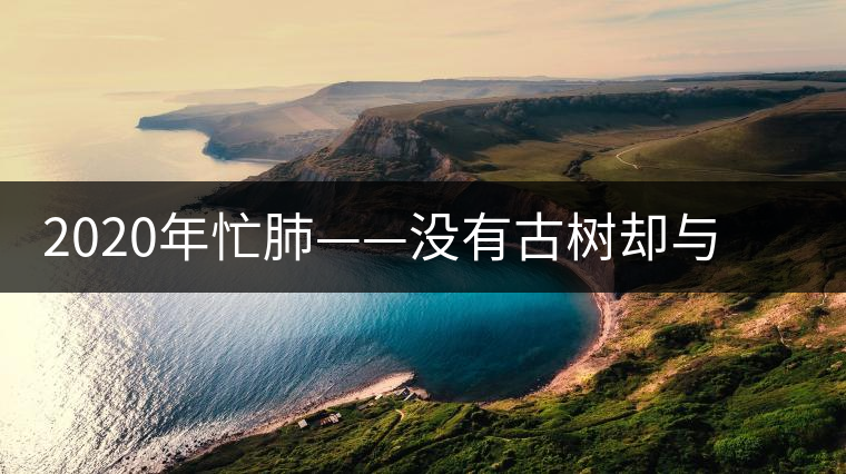 2020年忙肺——沒有古樹卻與冰島、昔歸齊名的普洱茶 2020年忙肺——沒有古樹卻與冰島、昔歸齊名的普洱茶