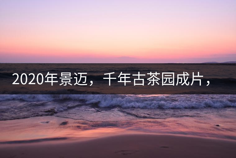 2020年景邁，千年古茶園成片，蘭花香堪稱一絕！