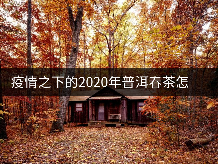 疫情之下的2020年普洱春茶怎么辦？春天會遲到，但一定會來