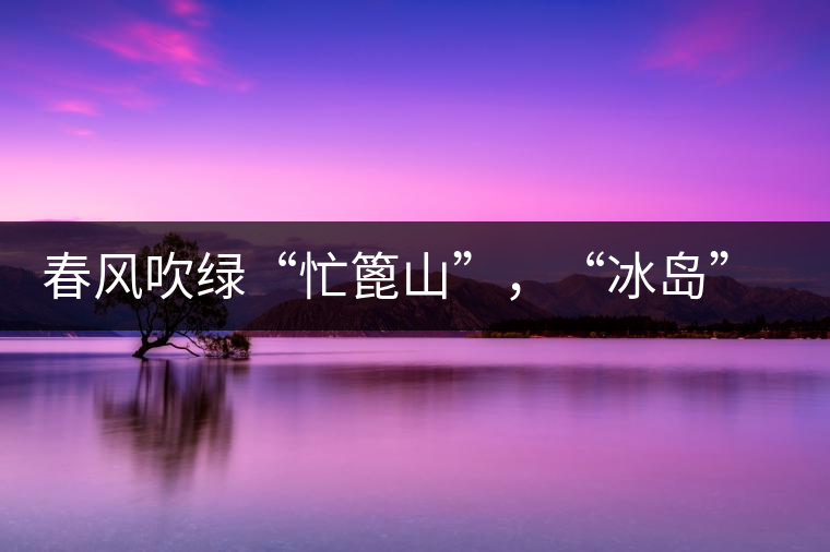 春風吹綠“忙篦山”，“冰島”“老寨”春茶香