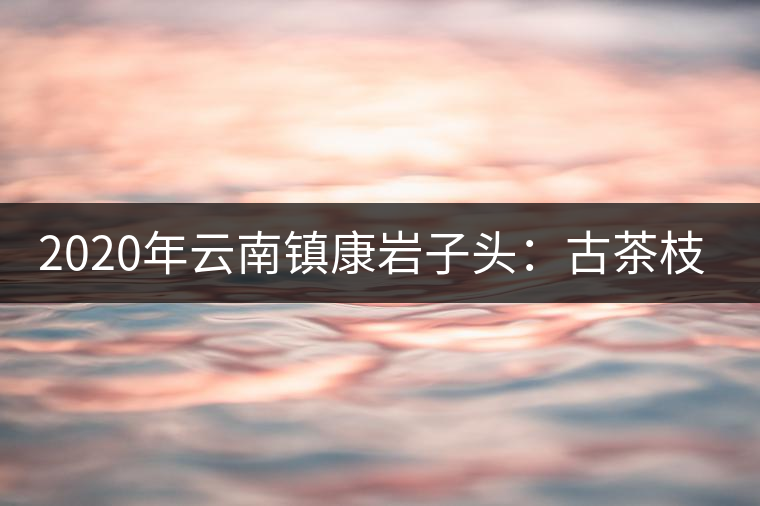2020年云南鎮康巖子頭：古茶枝頭采“黃金”