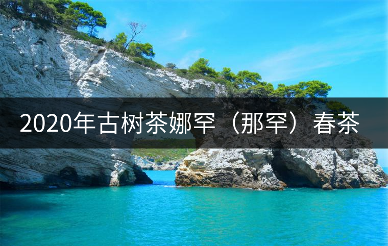 2020年古樹茶娜罕(那罕)春茶價格是多少? 2020年古樹茶娜罕(那罕)春茶價格是多少?