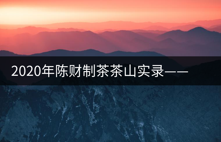 2020年陳財制茶茶山實錄——浴火重生的曼松貢茶