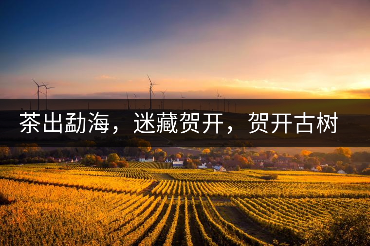 茶出勐海，迷藏賀開，賀開古樹普洱茶