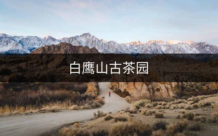 白鷹山古茶園 白鷹山古茶園