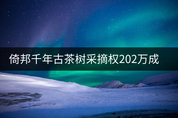 倚邦千年古茶樹采摘權202萬成交價創新高 倚邦千年古茶樹采摘權202萬成交價創新高