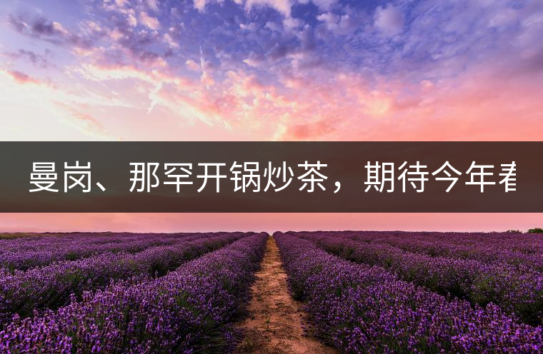 曼崗、那罕開鍋炒茶，期待今年春茶！