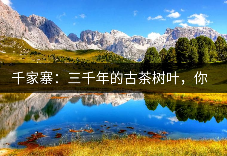 千家寨：三千年的古茶樹(shù)葉，你還有機(jī)會(huì)喝到嗎？