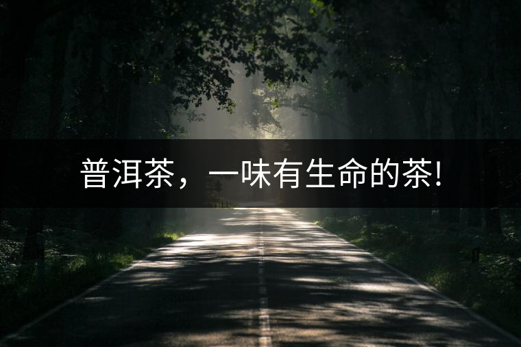 普洱茶,一味有生命的茶! 普洱茶,一味有生命的茶!