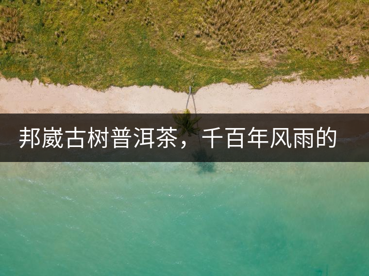 邦崴古樹普洱茶,千百年風雨的洗禮 邦崴古樹普洱茶,千百年風雨的洗禮