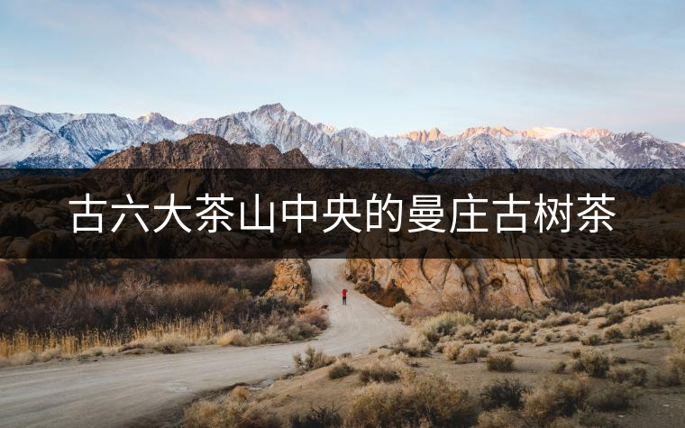 古六大茶山中央的曼莊古樹茶 古六大茶山中央的曼莊古樹茶