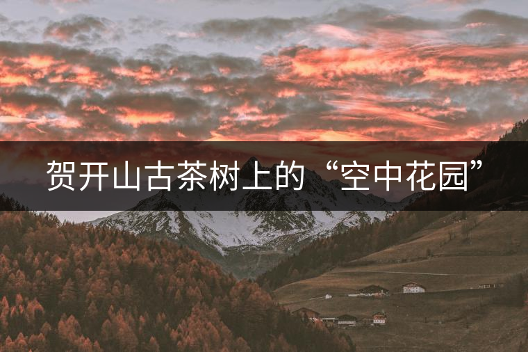 賀開山古茶樹上的“空中花園” 賀開山古茶樹上的“空中花園”