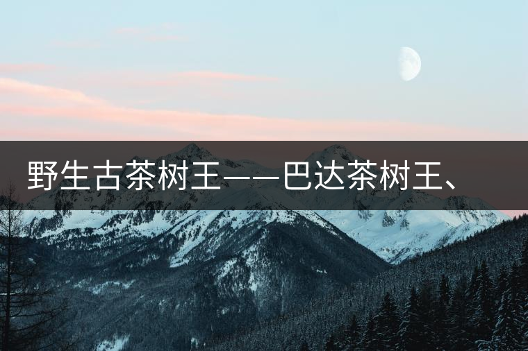 野生古茶樹王——巴達茶樹王、千家寨茶樹王及錦繡茶祖 野生古茶樹王——巴達茶樹王、千家寨茶樹王及錦繡茶祖