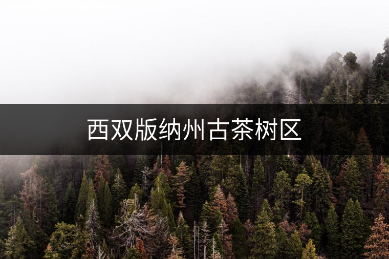 西雙版納州古茶樹區 西雙版納州古茶樹區