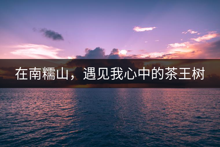 在南糯山，遇見我心中的茶王樹
