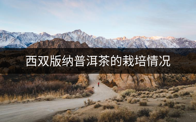 西雙版納普洱茶的栽培情況 西雙版納普洱茶的栽培情況