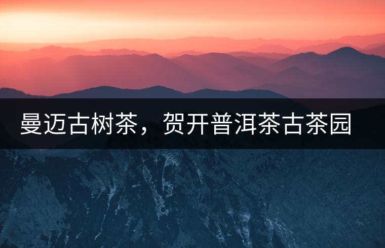 曼邁古樹茶,賀開普洱茶古茶園的華彩綻放 曼邁古樹茶,賀開普洱茶古茶園的華彩綻放