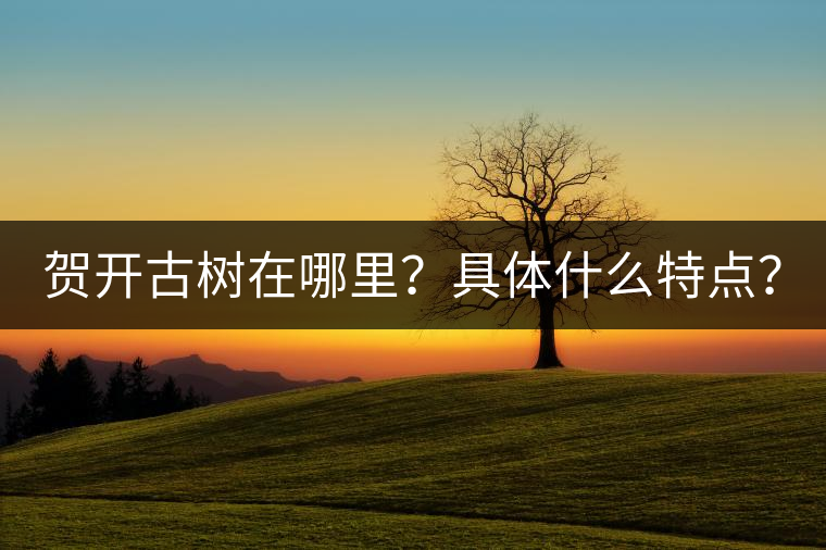 賀開古樹在哪里？具體什么特點(diǎn)？