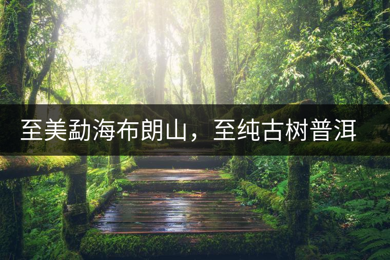 至美勐海布朗山,至純古樹普洱茶 至美勐海布朗山,至純古樹普洱茶