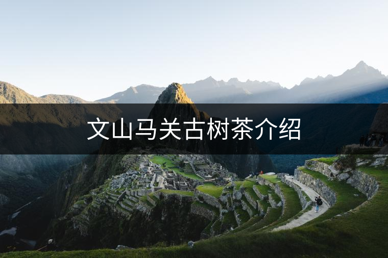 文山馬關古樹茶介紹