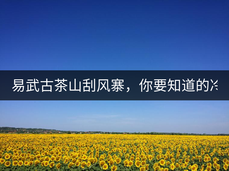 易武古茶山刮風寨，你要知道的冷知識！