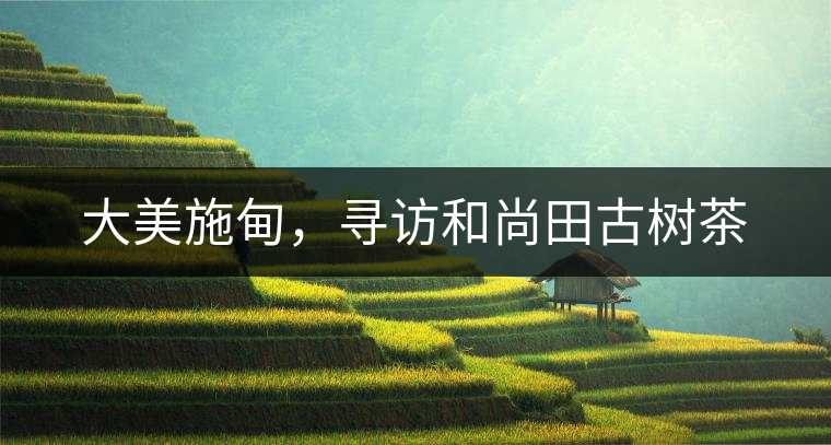 大美施甸，尋訪和尚田古樹茶