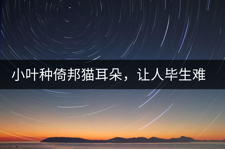 小葉種倚邦貓耳朵，讓人畢生難忘的茶香