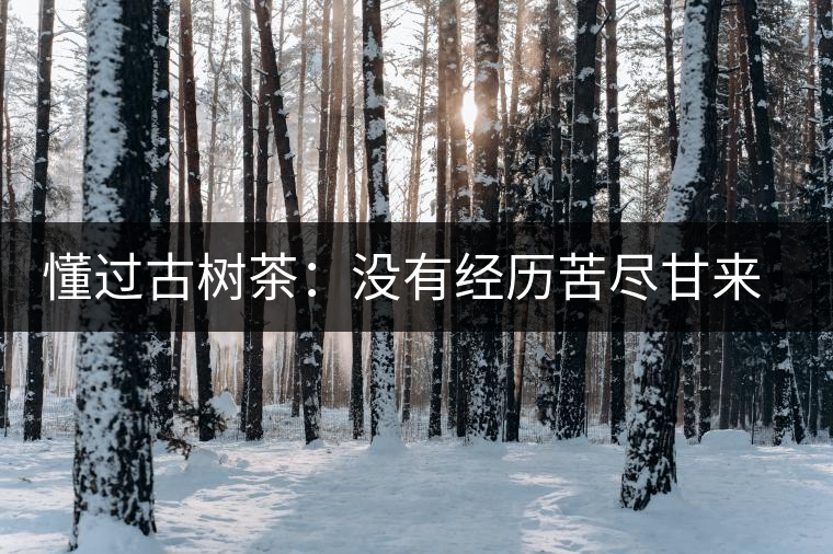 懂過古樹茶:沒有經歷苦盡甘來的人,不足以談懂過 懂過古樹茶:沒有經歷苦盡甘來的人,不足以談懂過