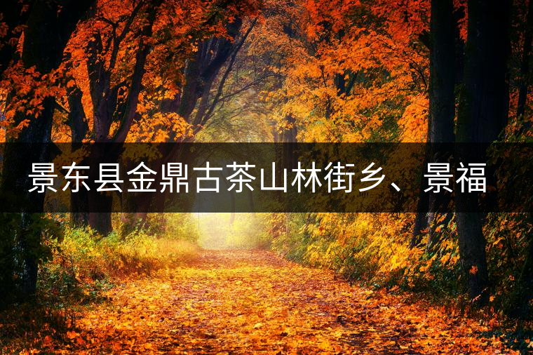 景東縣金鼎古茶山林街鄉(xiāng)、景福鄉(xiāng)、東鎮(zhèn)普洱茶